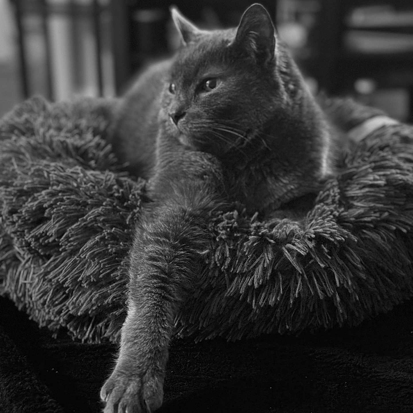 Maximus is registered to the contest to win money with this photo: abyssinian, angora, animal, blackcat, blanket, cat, chair, clothing, couch, fur, furniture, gray, kitten, manx, person, pet, sleeping