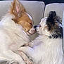 dog, two_dogs, snuggling, sleeping, fluffy, white_fur, brown_fur, black_fur, couch, indoor, pet, cute, closeup, animal, resting, companionship, cozy, friendship, paw, relaxing