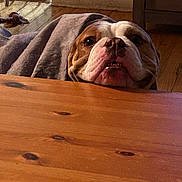 Lululemon is registered to the contest to win money with this photo: animal, blanket, brown, bulldog, cozy, curious, dog, domestic, ears, expression, face, floor, flooring, head, indoor, pet, resting, snout, white, wooden_table