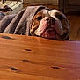 animal, blanket, brown, bulldog, cozy, curious, dog, domestic, ears, expression, face, floor, flooring, head, indoor, pet, resting, snout, white, wooden_table