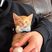 Cheeto joined the competition — help win amazing prizes! animal, black_hoodie, bow_tie, couch, cozy, cute, domestic_animal, feline, fur, hand, indoor, kitten, leather, orange_cat, paw, person, pet, resting, sleepy, small