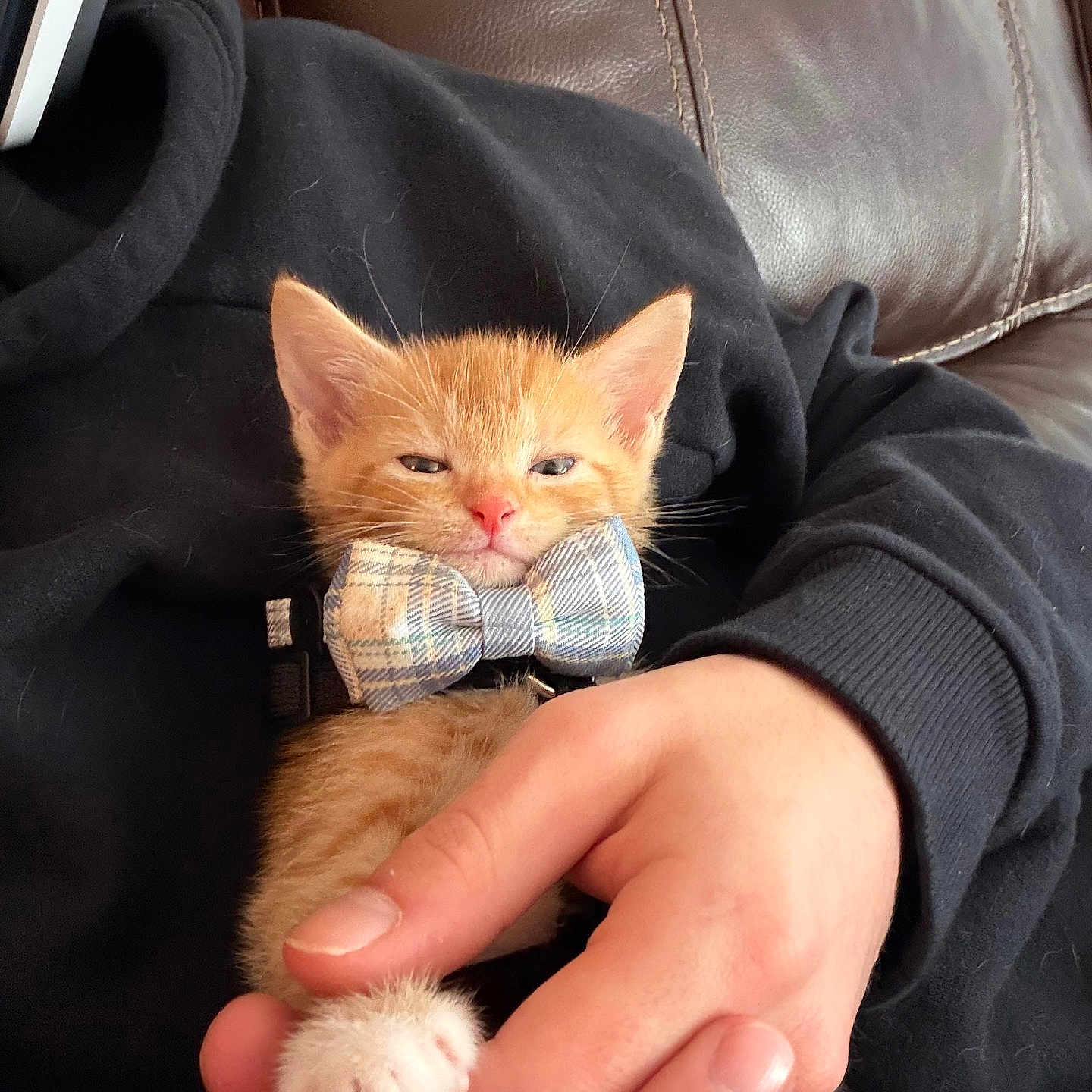 Cheeto
