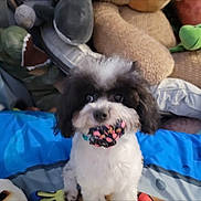 Sora is registered to the contest to win money with this photo: bed, black_and_white, blanket, closeup, cute, dog, eyes, fluffy, front_paws, fur, indoor, nose, pet, playful, puppy, sitting, small_dog, snout, stuffed_animal, toy