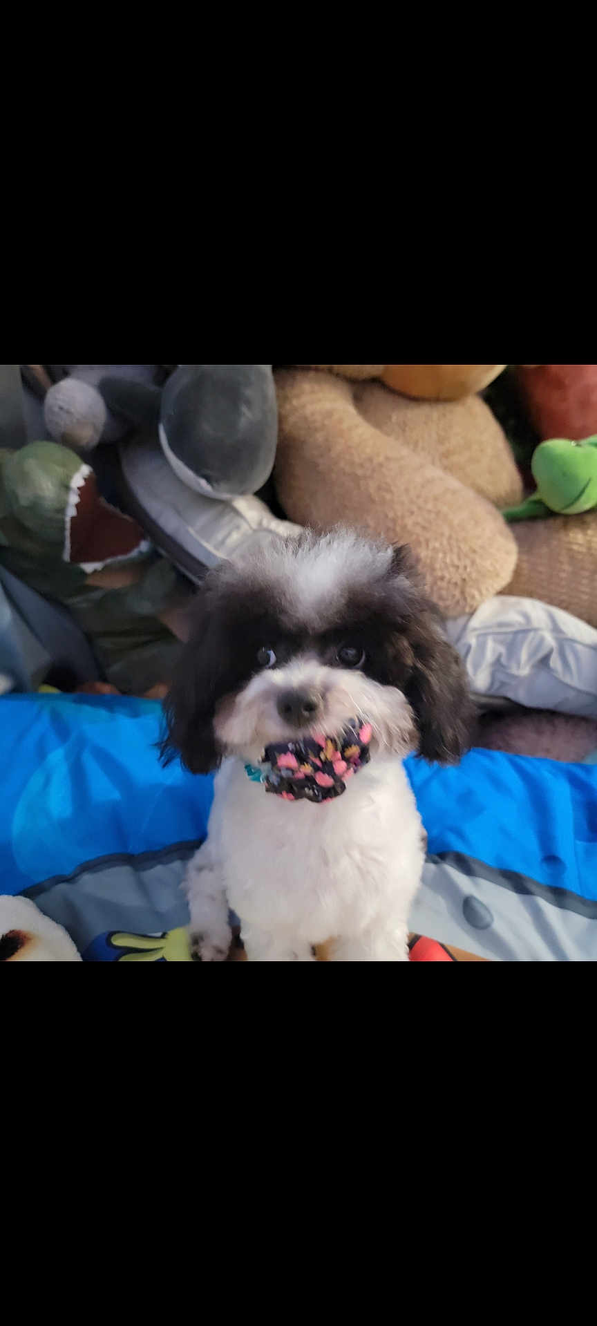 Sora is registered to the contest to win money with this photo: bed, black_and_white, blanket, closeup, cute, dog, eyes, fluffy, front_paws, fur, indoor, nose, pet, playful, puppy, sitting, small_dog, snout, stuffed_animal, toy