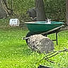 animal, backyard, black_and_white, cat, cats, fallen_log, forest, furry, garden, grass, greenery, nature, outdoors, peeking, rustic, sitting, summer, trees, wheelbarrow, woodland