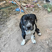 Winston is registered to the contest to win money with this photo: dog, black_and_white, sitting, portrait, animal, pet, canine, short_hair, floppy_ears, white_chest, white_paws, dark_coat, outdoor, dirt, ground, trees, branches, litter, plastic_bottles, natural_light