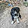 Winston