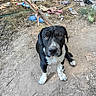 dog, black_and_white, sitting, portrait, animal, pet, canine, short_hair, floppy_ears, white_chest, white_paws, dark_coat, outdoor, dirt, ground, trees, branches, litter, plastic_bottles, natural_light