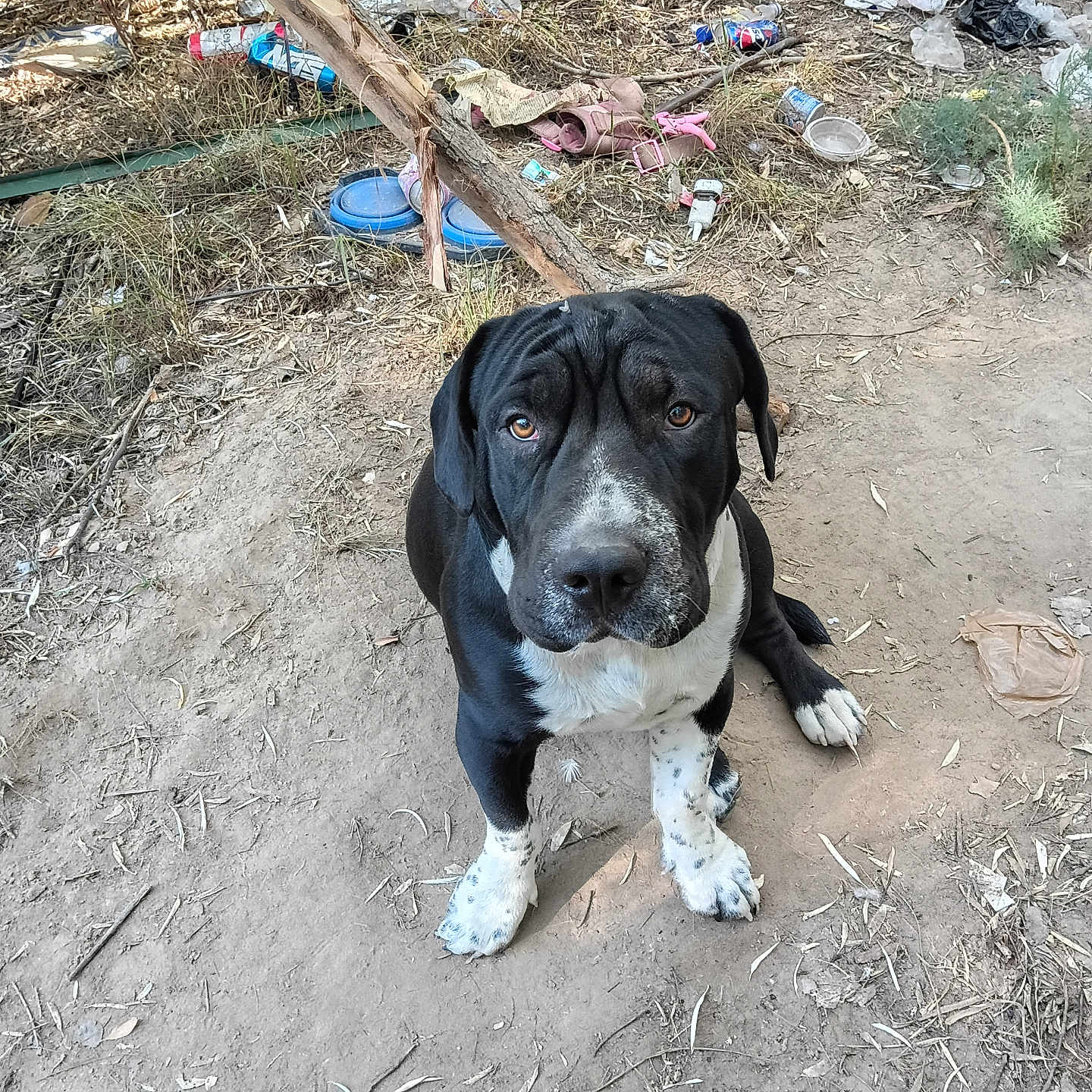 Winston is registered to the contest to win money with this photo: dog, black_and_white, sitting, portrait, animal, pet, canine, short_hair, floppy_ears, white_chest, white_paws, dark_coat, outdoor, dirt, ground, trees, branches, litter, plastic_bottles, natural_light