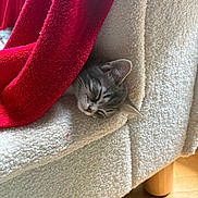 Luna participe au concours pour gagner de l'argent avec cette photo : cat, sleeping, blanket, red, couch, white, texture, furniture, cozy, indoor, pet, resting, fur, tabby, head, wood_floor, peaceful, closeup, soft, nap