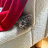 cat, sleeping, blanket, red, couch, white, texture, furniture, cozy, indoor, pet, resting, fur, tabby, head, wood_floor, peaceful, closeup, soft, nap