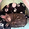 Luna participe au concours pour gagner de l'argent avec cette photo : cat, kitten, sleeping, gray_tabby, pet_bed, blanket, paw_print, cozy, indoor, soft_texture, fur, cute, resting, animal, domestic_cat, tent, pom_pom, comfort, relaxation, small_animal