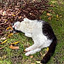 Colada participe au concours pour gagner de l'argent avec cette photo : cat, black_and_white, outdoor, grass, mulch, sunlight, relaxed, lying_down, animal, pet, nature, leaf, tree, fur, cute, whiskers, pink_paws, resting, playful, garden