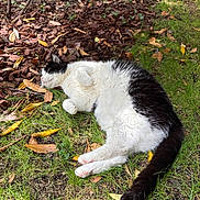 Colada a rejoint le concours — aidez-le/la à gagner de superbes lots ! cat, black_and_white, grass, outdoor, sunlight, relaxing, sleeping, nature, fallen_leaves, mulch, pet, feline, whiskers, tail, paw, fur, animal, peaceful, resting, garden
