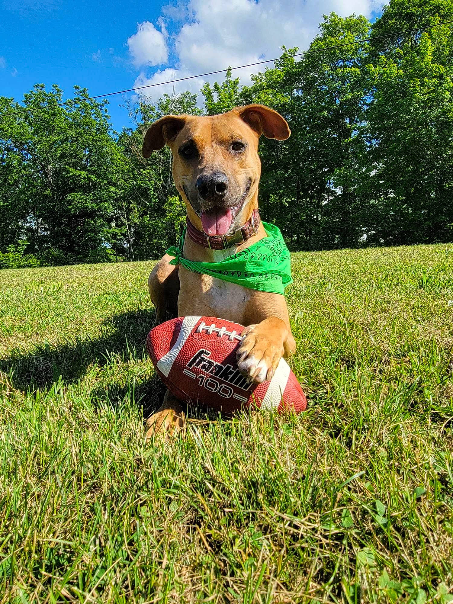 Molly joined the competition — help win amazing prizes! ball, carnivore, cloud, companion_dog, dog, dog_breed, dog_collar, fawn, grass, grassland, groundcover, happy, pasture, people_in_nature, plant, prairie, sky, sporting_group, tree, working_animal