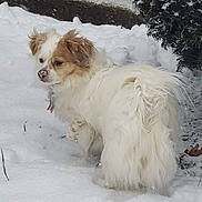 Zen joined the competition — help win amazing prizes! animal, background, bush, cold, curious, daytime, dog, fluffy, fur, nature, nose, outdoor, pet, small, snow, snowball, standing, tan, white, winter