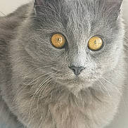 Oskar a rejoint le concours — aidez-le/la à gagner de superbes lots ! asian_semi_longhair, british_semi_longhair, british_shorthair, cat, cat_like_mammal, chartreux, close_up, domestic_long_haired_cat, domestic_short_haired_cat, european_shorthair, eye, fauna, fur, korat, mammal, nebelung, russian_blue, small_to_medium_sized_cats, snout, whiskers