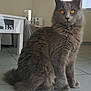 Oskar a rejoint le concours — aidez-le/la à gagner de superbes lots ! asian_semi_longhair, british_semi_longhair, carnivoran, cat, cat_like_mammal, chartreux, domestic_long_haired_cat, domestic_short_haired_cat, fur, maine_coon, mammal, nebelung, norwegian_forest_cat, ragamuffin, siberian, small_to_medium_sized_cats, snout, whiskers