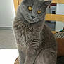 Oskar a rejoint le concours — aidez-le/la à gagner de superbes lots ! asian, british_semi_longhair, british_shorthair, carnivoran, cat, cat_like_mammal, chartreux, domestic_long_haired_cat, domestic_short_haired_cat, european_shorthair, fur, kitten, korat, mammal, nebelung, russian_blue, scottish_fold, small_to_medium_sized_cats, snout, whiskers