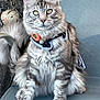 Cesar participe au concours pour gagner de l'argent avec cette photo : animal, cat, chair, closeup, domestic, eyes, feline, fluffy, fur, gray, harness, outdoor, paw, pet, portrait, relaxed, sitting, tabby, tail, whiskers