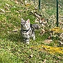 Cesar participe au concours pour gagner de l'argent avec cette photo : animal, cat, collar, curious, daylight, fence, fluffy, garden, grass, gray_tabby, greenery, leaves, moss, nature, outdoor, pet, small_animal, stripes, walking, wildlife