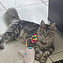 animal, cat, curious, domestic_cat, ears, feline, floor, flower_toy, fur, gray_cat, indoor, paws, pet, playful, relaxed, resting, tabby, tile_floor, toy, whiskers