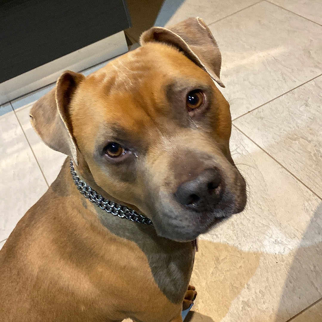 Simba a rejoint le concours — aidez-le/la à gagner de superbes lots ! animal, brown_fur, canine, chain_collar, collar, curious, dog, domestic_animal, ears, face, floor, floor_tile, home, indoor, kitchen, looking_up, pet, shadow, sitting, tile