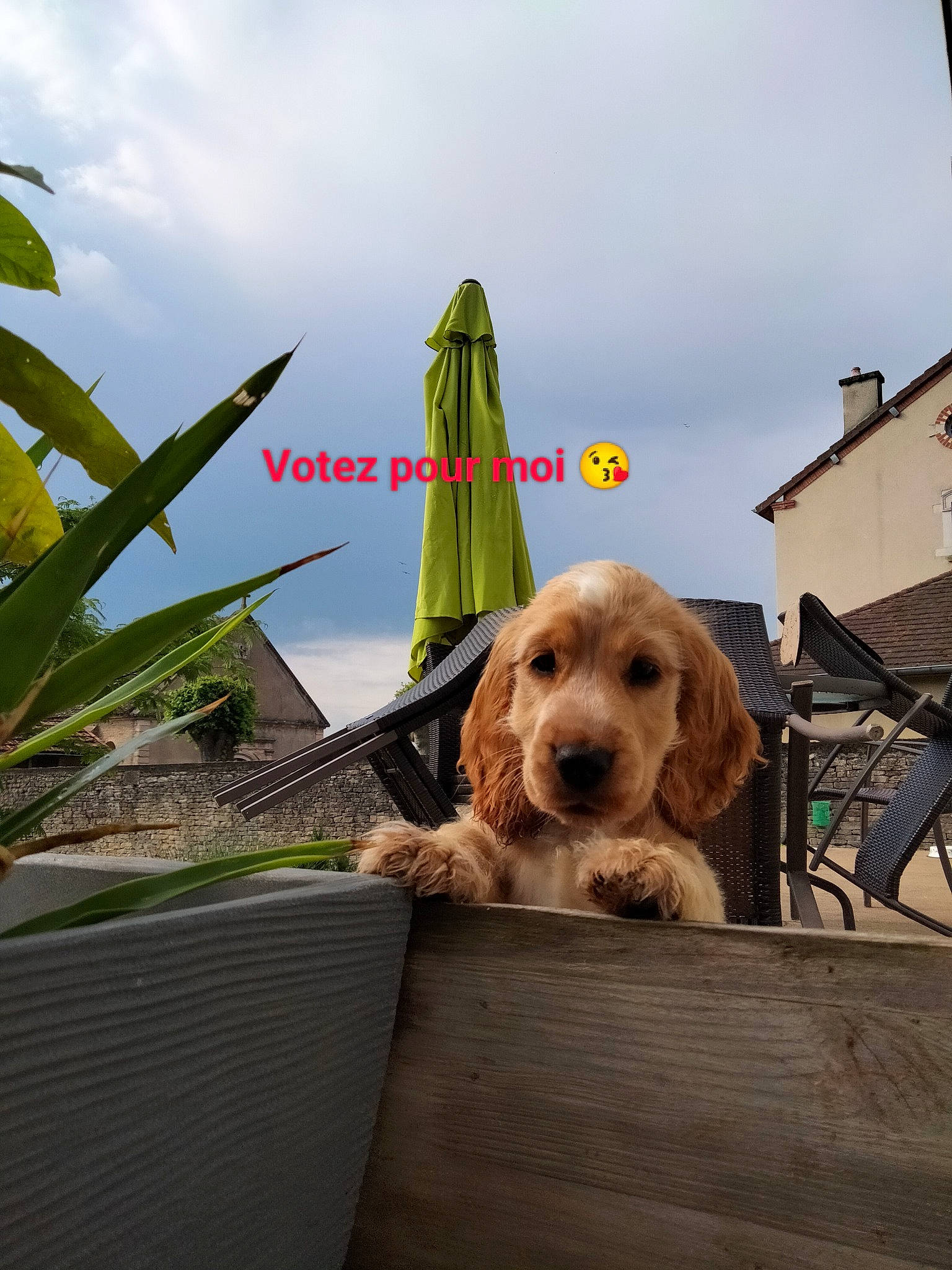 Uddy a rejoint le concours — aidez-le/la à gagner de superbes lots ! building, carnivore, cloud, companion_dog, dog, dog_breed, fawn, fun, grass, leisure, liver, outdoor_furniture, plant, sky, sporting_group, terrestrial_plant, toy, toy_dog, wood, working_animal