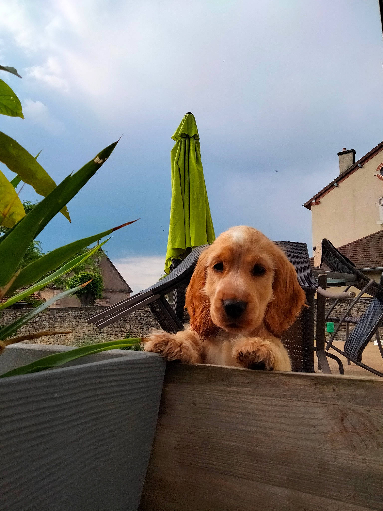 Uddy a rejoint le concours — aidez-le/la à gagner de superbes lots ! building, canidae, carnivore, cloud, companion_dog, dog, dog_breed, fun, grass, leisure, liver, outdoor_furniture, plant, sitting, sky, sporting_group, toy_dog, wood, working_animal