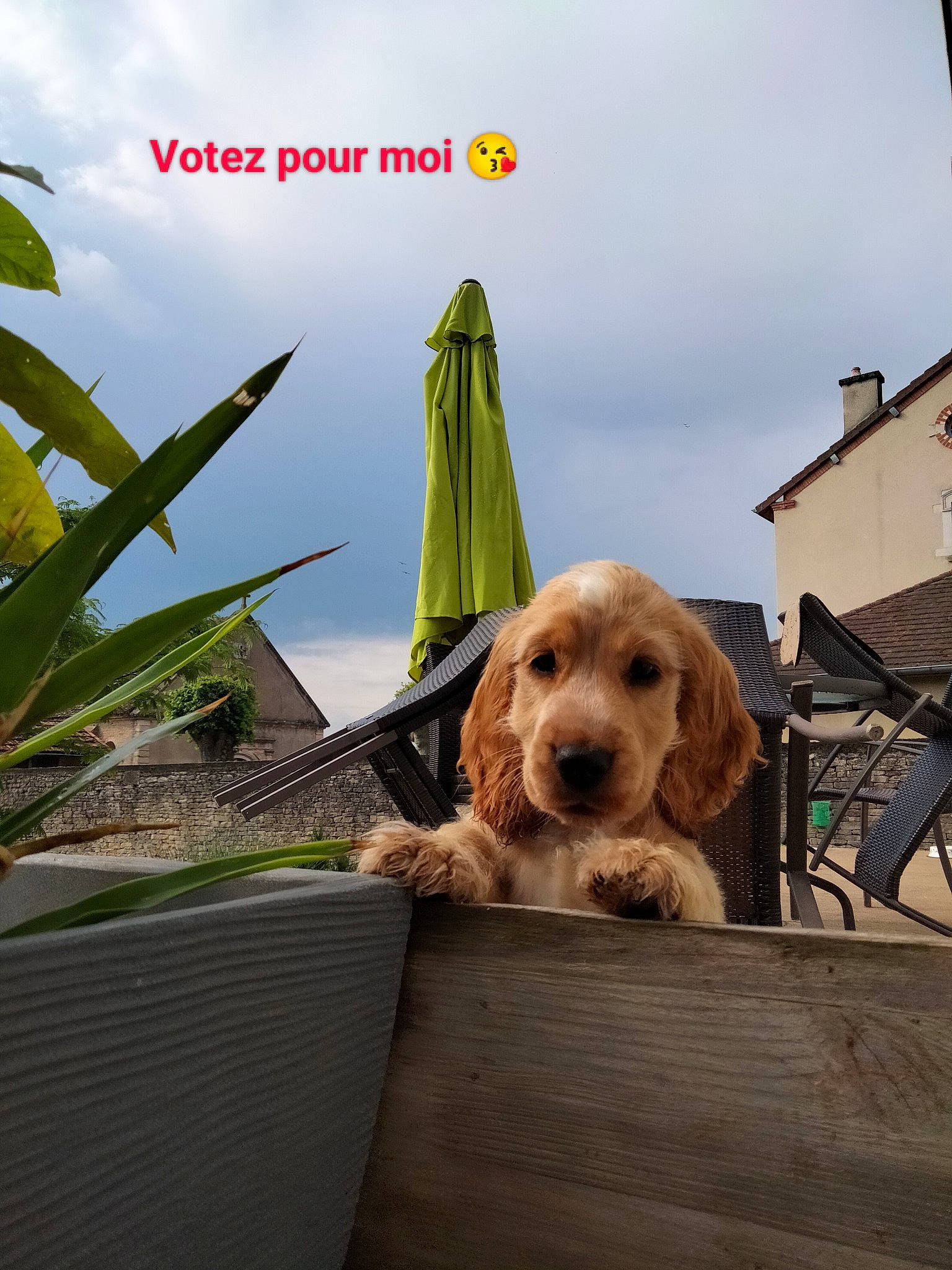 Uddy participe au concours pour gagner de l'argent avec cette photo : canidae, carnivore, cloud, companion_dog, dog, dog_breed, dog_supply, flowerpot, grass, leisure, liver, outdoor_furniture, plant, sky, sporting_group, terrestrial_plant, toy, toy_dog, wood, working_animal