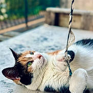 Ripley is registered to the contest to win money with this photo: cat, calico_cat, pet, feline, lying_down, playing, rope, toy, paw, whiskers, green_eyes, orange_fur, black_fur, white_fur, outdoor, cushion, patterned_surface, close_up, portrait, playful