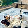cat, calico_cat, pet, feline, lying_down, playing, rope, toy, paw, whiskers, green_eyes, orange_fur, black_fur, white_fur, outdoor, cushion, patterned_surface, close_up, portrait, playful