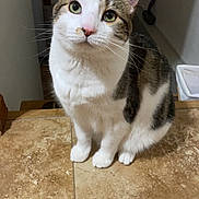 Boston joined the competition — help win amazing prizes! cat, pet, feline, animal, indoor, curious, white, brown, green_eyes, whiskers, ears, floor, tile, sitting, cute, looking_up, domestic, fur, nose, paws