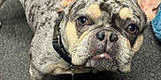 Zeus is registered to the contest to win money with this photo: dog, french_bulldog, merle_coat, pet, canine, ears, collar, carpet, indoor, looking_up, close_up, animal, cute, companion, paw, snout, whiskers, fur, domestic, curious