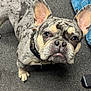 dog, french_bulldog, merle_coat, pet, canine, ears, collar, carpet, indoor, looking_up, close_up, animal, cute, companion, paw, snout, whiskers, fur, domestic, curious