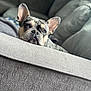 dog, french_bulldog, pet, couch, sofa, indoor, resting, face, ears, fur, eyes, home, furniture, relaxed, closeup, portrait, animal, cozy, comfort, laying_down