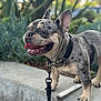 Zeus is registered to the contest to win money with this photo: french_bulldog, dog, pet, animal, outdoor, tongue_out, happy, leash, collar, concrete, greenery, blurred_background, short_hair, ears_up, close_up, side_view, standing, daylight, canine, portrait