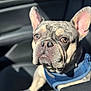 Zeus joined the competition — help win amazing prizes! dog, french_bulldog, pet, car_interior, blue_harness, sunlight, closeup, animal, seated, wrinkled_face, ears_up, looking_at_camera, cute, companion, leather_seat, shallow_depth_of_field, daylight, portrait, canine, indoor
