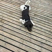 Tim participe au concours pour gagner de l'argent avec cette photo : dog, black_and_white, wooden_deck, outdoor, pet, laying_down, collar, canine, fur, animal, planks, texture, resting, quiet, nature, companion, peaceful, ears, tail, looking_up