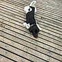 dog, black_and_white, wooden_deck, outdoor, pet, laying_down, collar, canine, fur, animal, planks, texture, resting, quiet, nature, companion, peaceful, ears, tail, looking_up
