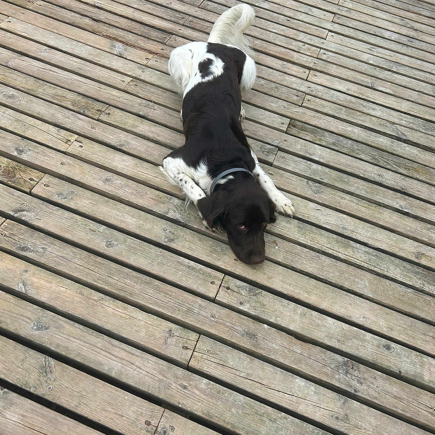 Tim participe au concours pour gagner de l'argent avec cette photo : animal, black_and_white, canine, collar, companion, dog, ears, fur, laying_down, looking_up, nature, outdoor, peaceful, pet, planks, quiet, resting, tail, texture, wooden_deck