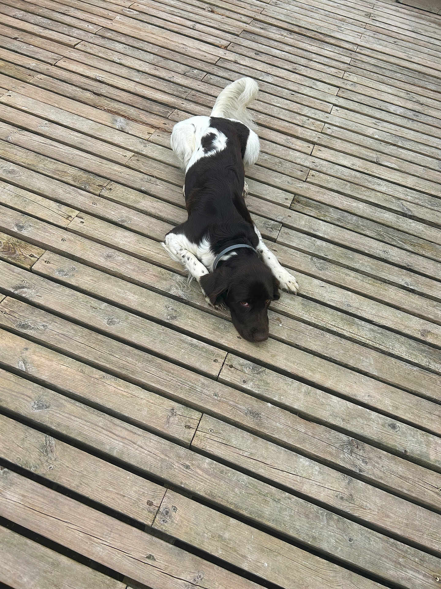 Tim participe au concours pour gagner de l'argent avec cette photo : dog, black_and_white, wooden_deck, outdoor, pet, laying_down, collar, canine, fur, animal, planks, texture, resting, quiet, nature, companion, peaceful, ears, tail, looking_up
