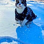 Biscuit joined the competition — help win amazing prizes! cat, snow, winter, sweater, animal, pet, outdoor, forest, sunlight, shadow, snowflakes, cute, cozy, nature, cold, mammal, whiskers, ears, fur, playful