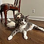Biscuit is registered to the contest to win money with this photo: cat, gray_cat, white_cat, plush_toy, sloth_toy, wooden_floor, chair, furniture, indoor, pet, animal, cute, stretching, relaxed, home, cozy, floor, mammal, whiskers, playful