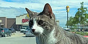 Biscuit is registered to the contest to win money with this photo: cat, gray_cat, white_cat, car_dashboard, vehicle_interior, parking_lot, blue_sky, sunny_day, pet, animal, whiskers, curious, domestic_cat, four_paws, outdoor_view, trees, buildings, cars, daylight, window
