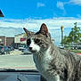 cat, gray_cat, white_cat, car_dashboard, vehicle_interior, parking_lot, blue_sky, sunny_day, pet, animal, whiskers, curious, domestic_cat, four_paws, outdoor_view, trees, buildings, cars, daylight, window