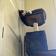 Biscuit is registered to the contest to win money with this photo: cat, sleeping, cat_tree, indoor, door, furniture, tabby_cat, pet, relaxed, cozy, perch, resting, white_wall, household, domestic_animal, feline, soft_texture, cute, animal, quiet