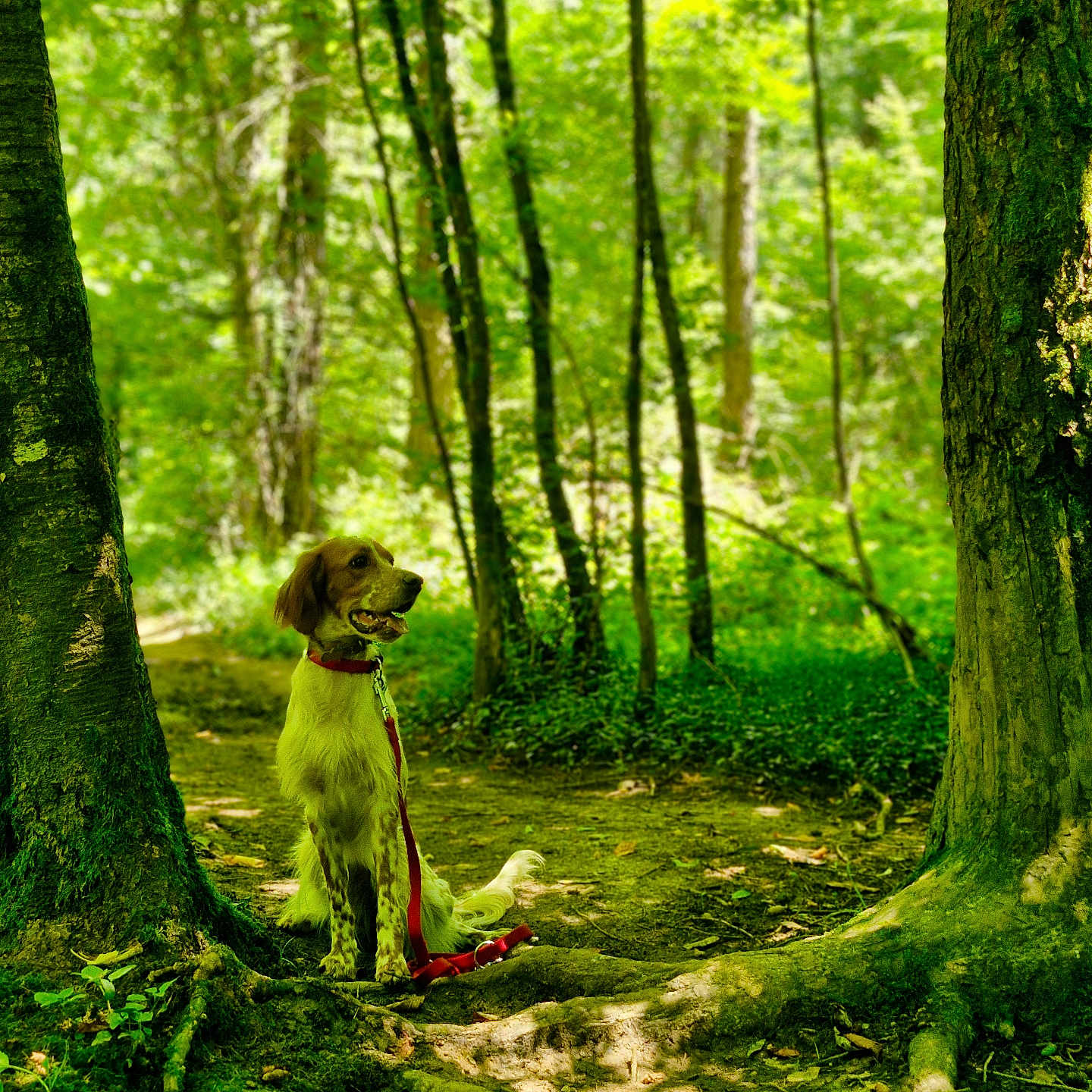 Under a rejoint le concours — aidez-le/la à gagner de superbes lots ! animal, canine, dog, grass, green, grove, jungle, land, nature, outdoors, path, pet, plant, puppy, rainforest, terrier, trail, tree, vegetation, woodland
