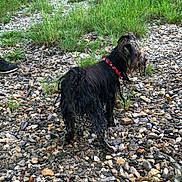 Naïa participe au concours pour gagner de l'argent avec cette photo : cairn_terrier, carnivoran, dog, dog_breed, dog_breed_group, dog_like_mammal, miniature_schnauzer, schnauzer, sporting_group, terrier, wirehaired_pointing_griffon