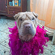 Floofy participe au concours pour gagner de l'argent avec cette photo : carnivoran, dog_breed_group, dog_like_mammal, magenta, non_sporting_group, pink, purple, shar_pei, snout